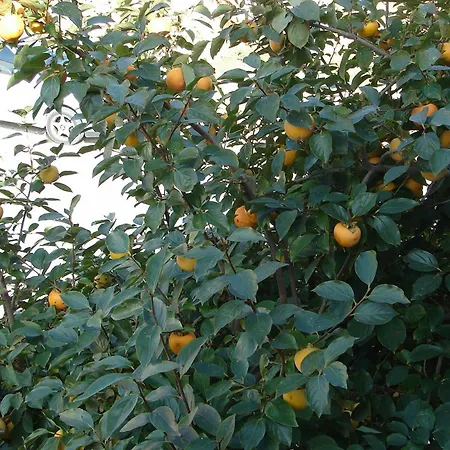 Апартаменты Apartments Nik Градац