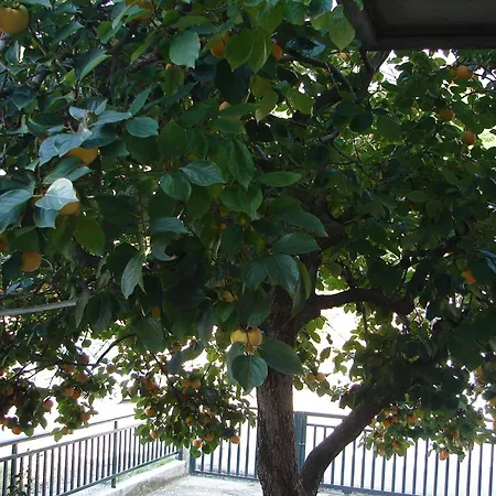 Apartments Nik Апартаменты